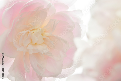  Pink peony flowers on a white background © tamayura39