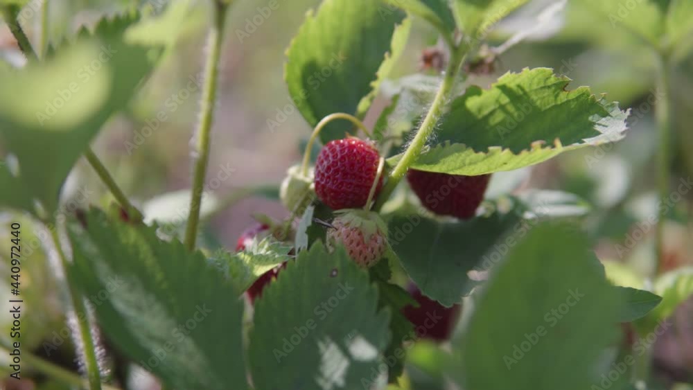 Juicy and appetizing little strawberries are ready for harvesting and consumption. Juicy and appetizing little strawberries are ready for harvesting and consumption.