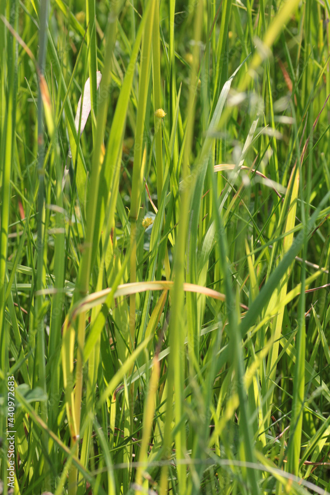 Large green field with grass under the bright sun Large green field with grass under the bright sun
