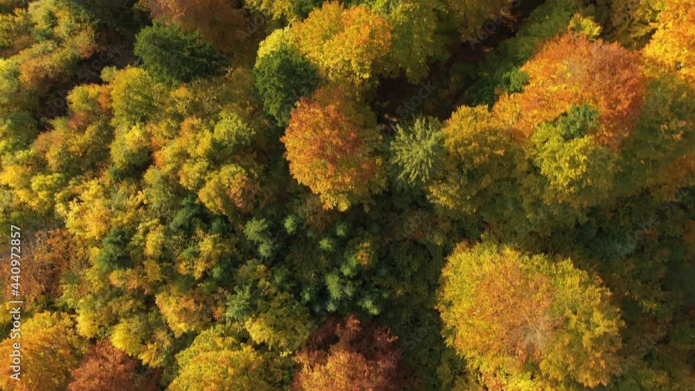 Goldener Herbstwald Überflug von oben Goldener Herbstwald Überflug von oben