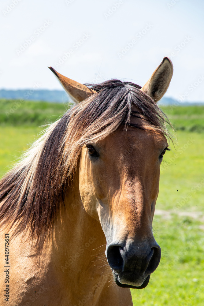 Obraz premium Cheval Henson ou cheval de la baie de Somme dans la prairie, Le Marquenterre, Hauts-de-France