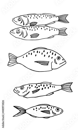 Vector image of fish on white background, set