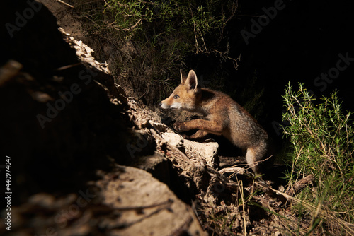 Nice fox puppy alone in the forest photo