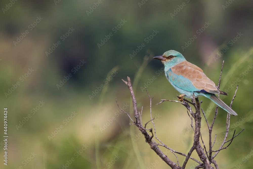 European roller (Coracias garrulus) perched on a tree in Kruger National Park, South Africa with copy space and blurred background European roller (Coracias garrulus) perched on a tree in Kruger National Park, South Africa with copy space and blurred background