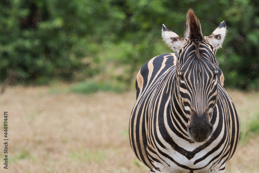 Naklejka premium Zebra portrait closeup standing alone in the bushveld in Kruger National Park, South Africa with copy space and blurred background