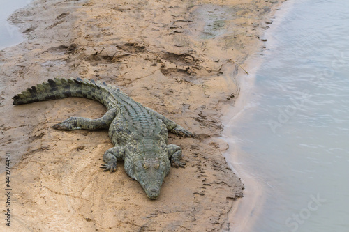 Nile crocodile (Crocodylus niloticus) lying on a sandbank in a river in Kruger National Park, South Africa with copy space