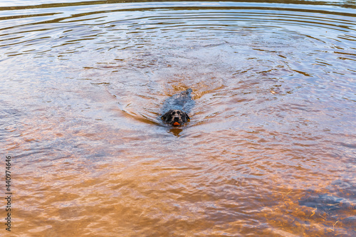 A photograph of a black Labrador Retriever swimming with a toy in her mouth.