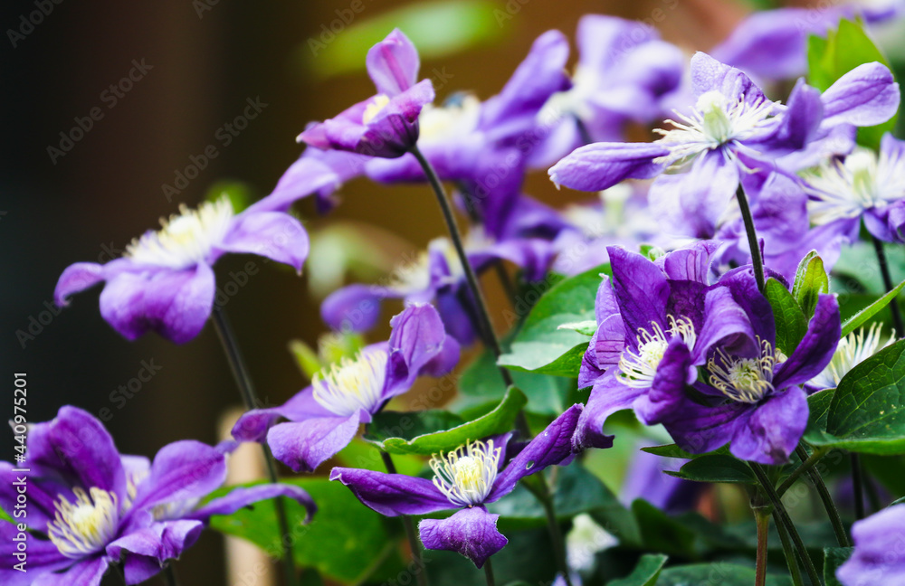 Clematis violet purple flowers blooming in garden during summer. Close-up of vivid colorful blooms