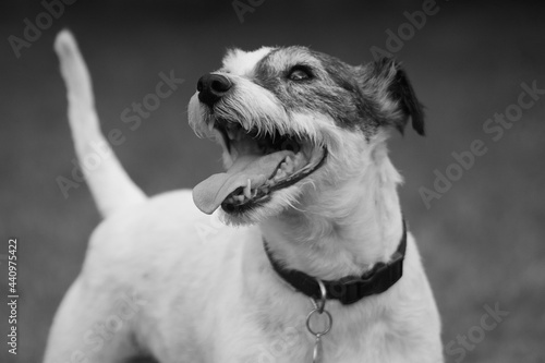 jack russell terrier