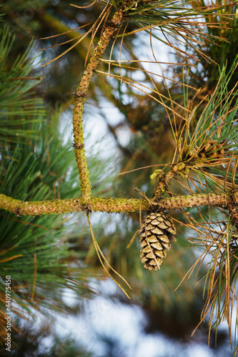 Pine cone on a tree.