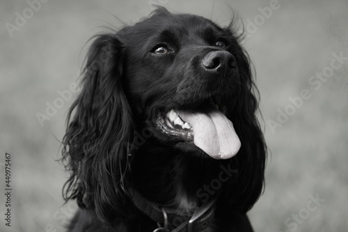 black and white dog