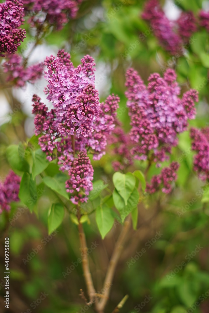 Lilac bush grow in spring sunny day. Lilac bush grow in spring sunny day.