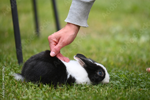 coniglietto nano mano carezze amore animali  photo