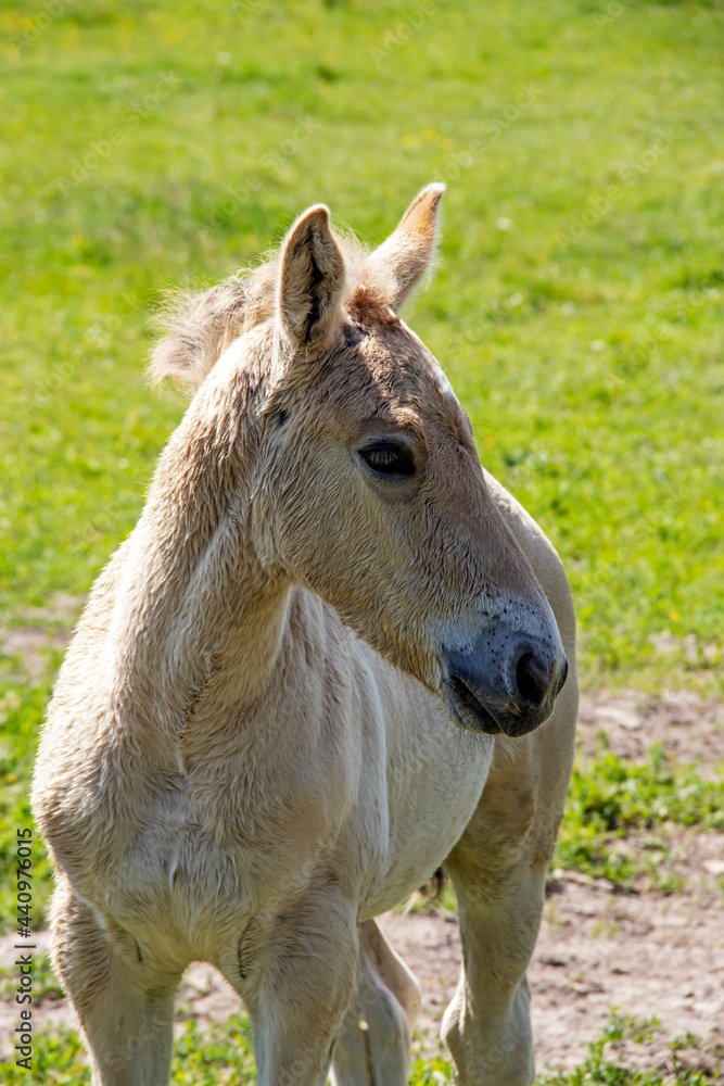 Poulain cheval Henson, ou cheval de la baie de Somme dans la prairie, Le Marquenterre, Hauts-de-France Poulain cheval Henson, ou cheval de la baie de Somme dans la prairie, Le Marquenterre, Hauts-de-France