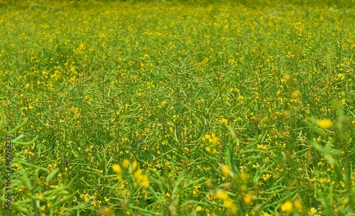 field of rapeseed 