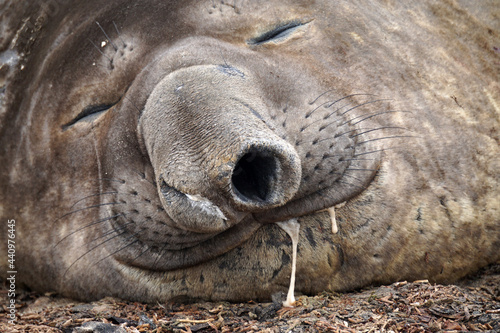 Elephant Seal dribbling whilst sleeping 