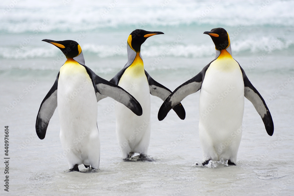 Obraz premium King penguins walking on beach