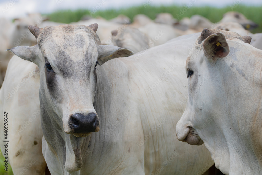 Gado Nelore ao livre em fazenda no interior de São Paulo - Brasil. Touros Nelore em pasto. Gado Nelore ao livre em fazenda no interior de São Paulo - Brasil. Touros Nelore em pasto.