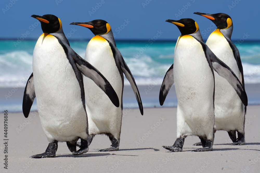 Fototapeta premium King penguins walking on beach
