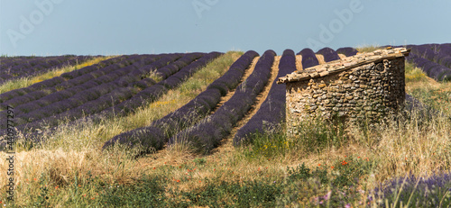 Champs de lavande sur le plateau de Valensole, Provence, France