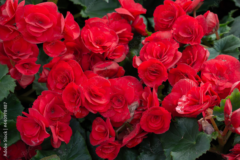 Close up of red flowering Begonia flowers. Begonias are one of our most popular plants, Typically used as houseplants and in shaded summer beds. Close up of red flowering Begonia flowers. Begonias are one of our most popular plants, Typically used as houseplants and in shaded summer beds.