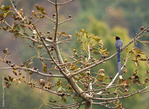Roodsnavelkitta, Red-billed Blue Magpie, Urocissa erythroryncha © AGAMI