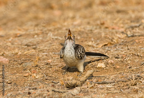 Zuidelijke Roodsnaveltok  Southern Red-billed Hornbill  Tockus rufirostris  Roodsnaveltok