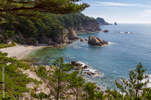 Pine tree on the sea shore Telyakovsky Bay, Primorsky krai, Russia