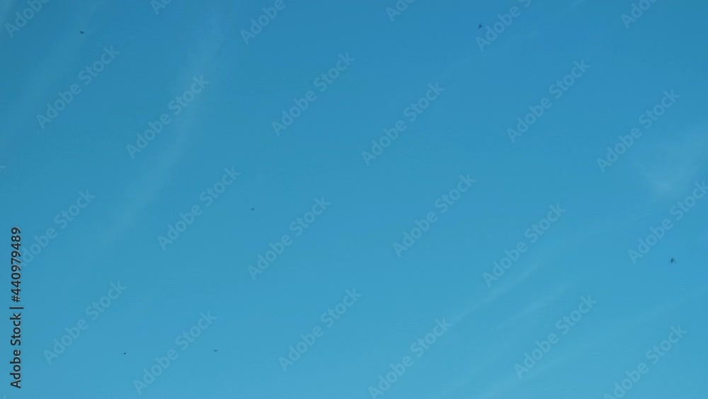 Swifts flying on the summer blue sky. Swifts flying on the summer blue sky.