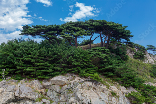 Pine tree on the sea shore Cape Astafieva, Primorsky krai, Russia