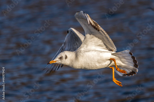 Mouette