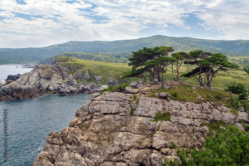 Pine tree on the sea shore Cape Astafieva, Primorsky krai, Russia