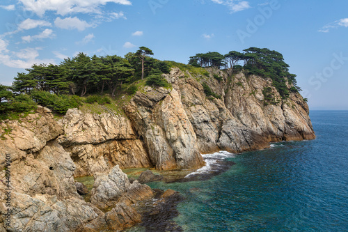 Pine tree on the sea shore Cape Astafieva, Primorsky krai, Russia
