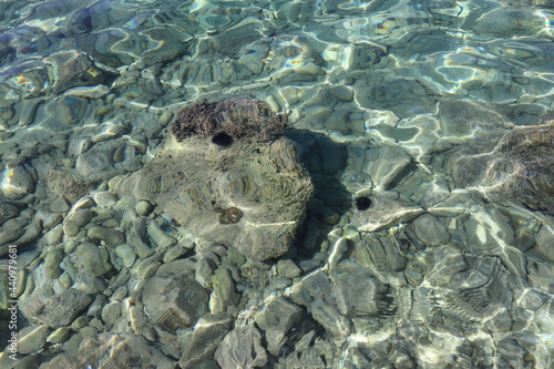 Sea urchins on rocks under water, Croatian sea coast