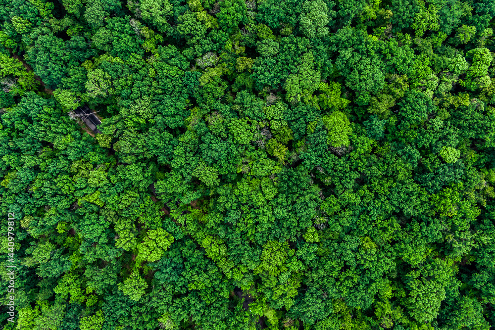 forest top view, Texture of green forest