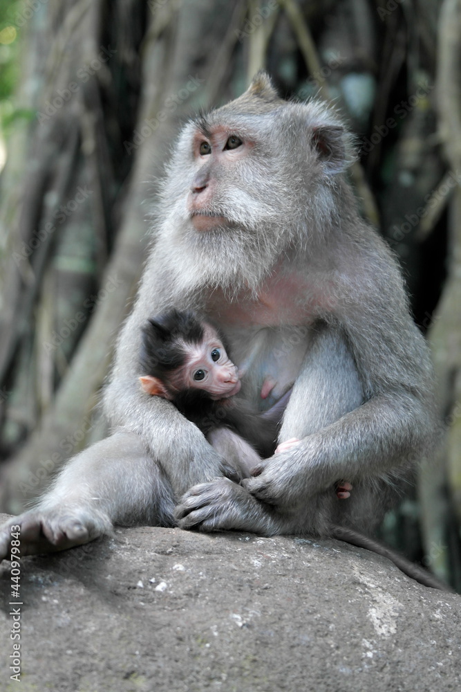 Monkey mum and baby