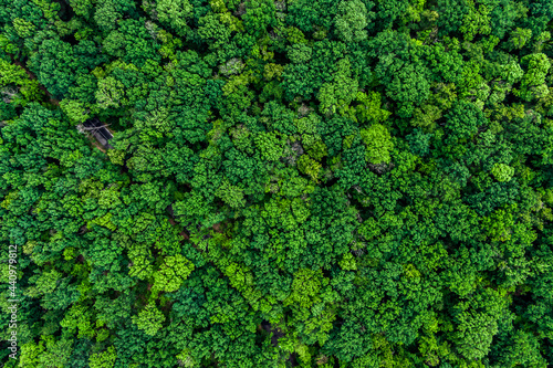forest top view, Texture of green forest © drotik