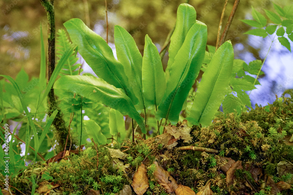 Obraz premium fern in nature, mountains, forest, nature of the carpathians, background, forest plants, rare fern