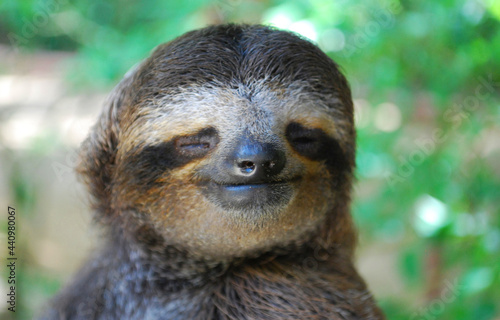 Smiling sloth