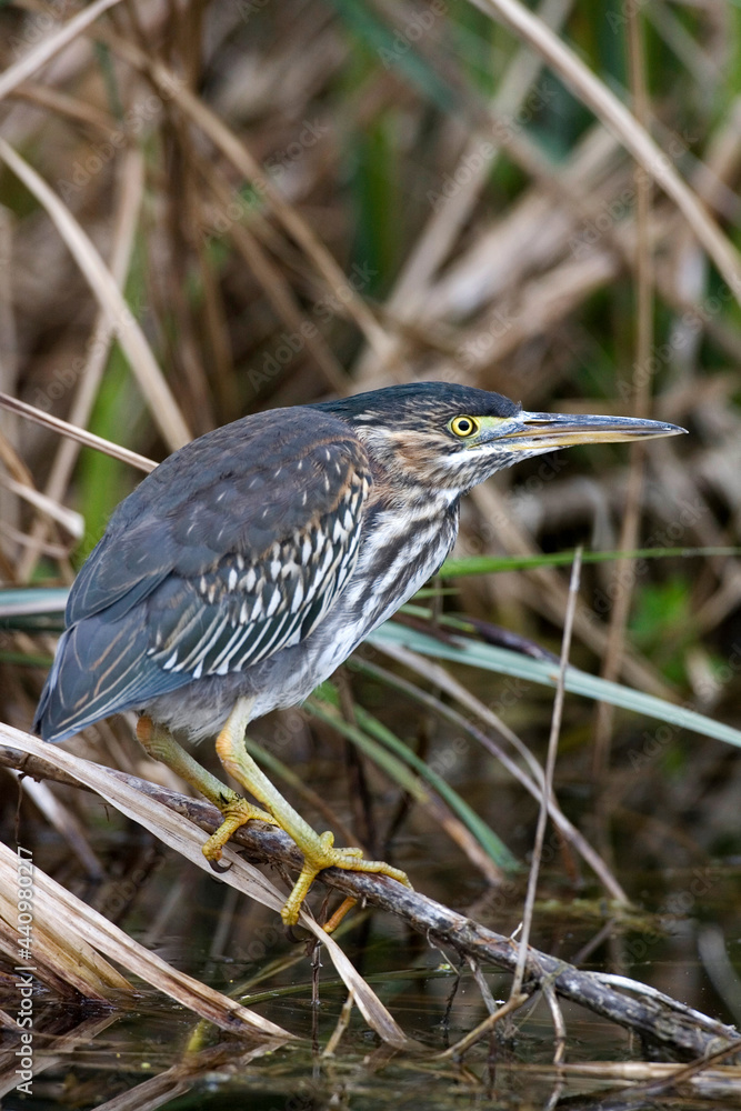 Green Heron, Groene Reiger, Butorides virescens Green Heron, Groene Reiger, Butorides virescens