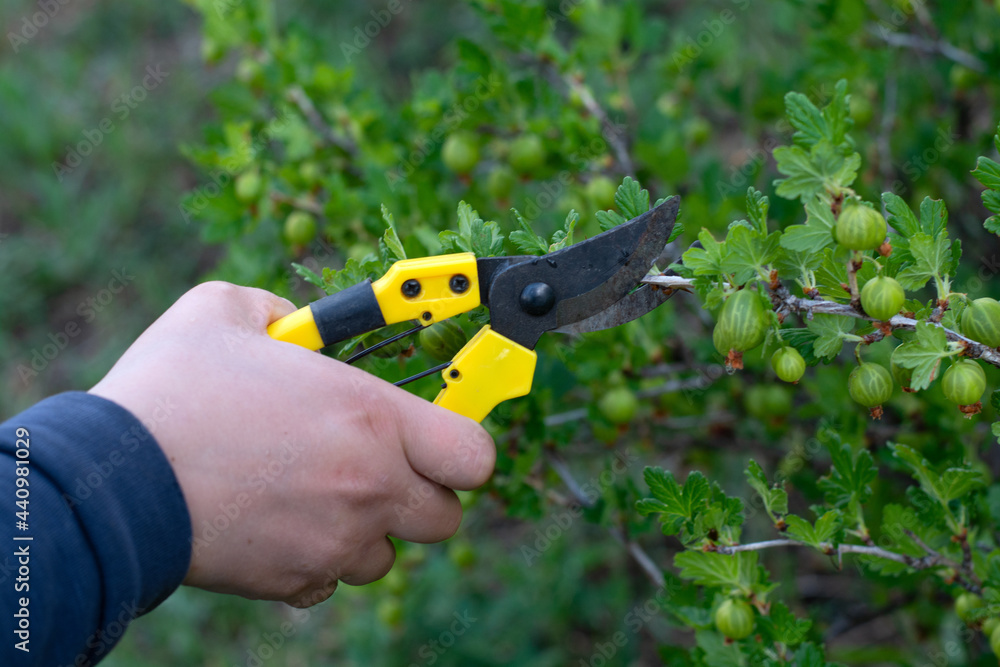 Naklejka premium a woman is pruning old gooseberry branches.gardening and harvesting.