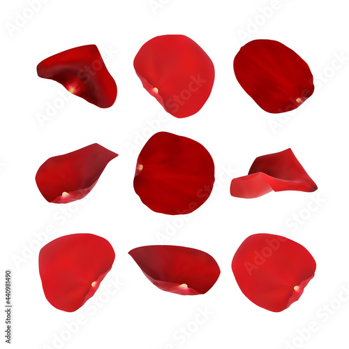 rose petals isolated on white background vector