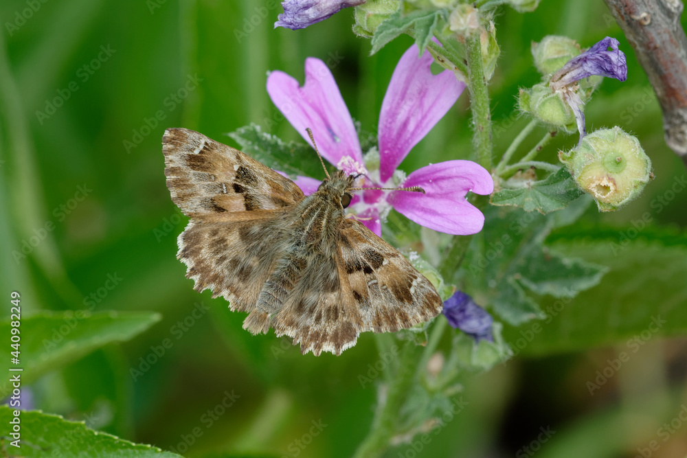 Mallow skipper (Carcharodus alceae) on a flower Mallow skipper (Carcharodus alceae) on a flower