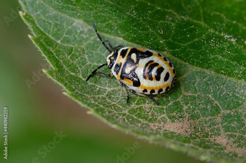 Nymph of Shield bug (Eurydema ornata) on a leaf