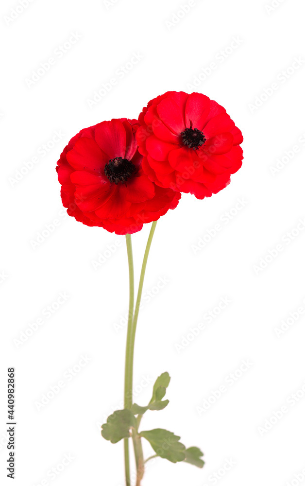 Obraz premium Red ranunculus asiaticus flower isolated on white background. Persian buttercup. Beautiful summer flowers.