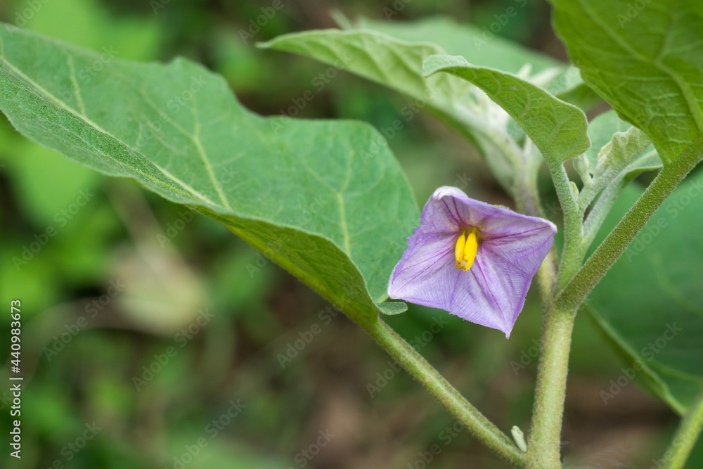 Fototapeta premium eggplant or brinjal flower, tropical perennial plant purple color blossom in the garden, close-up