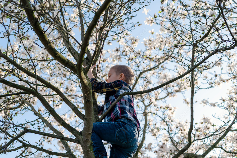 A boy climbs a blooming magnolia tree. A boy climbs a blooming magnolia tree.