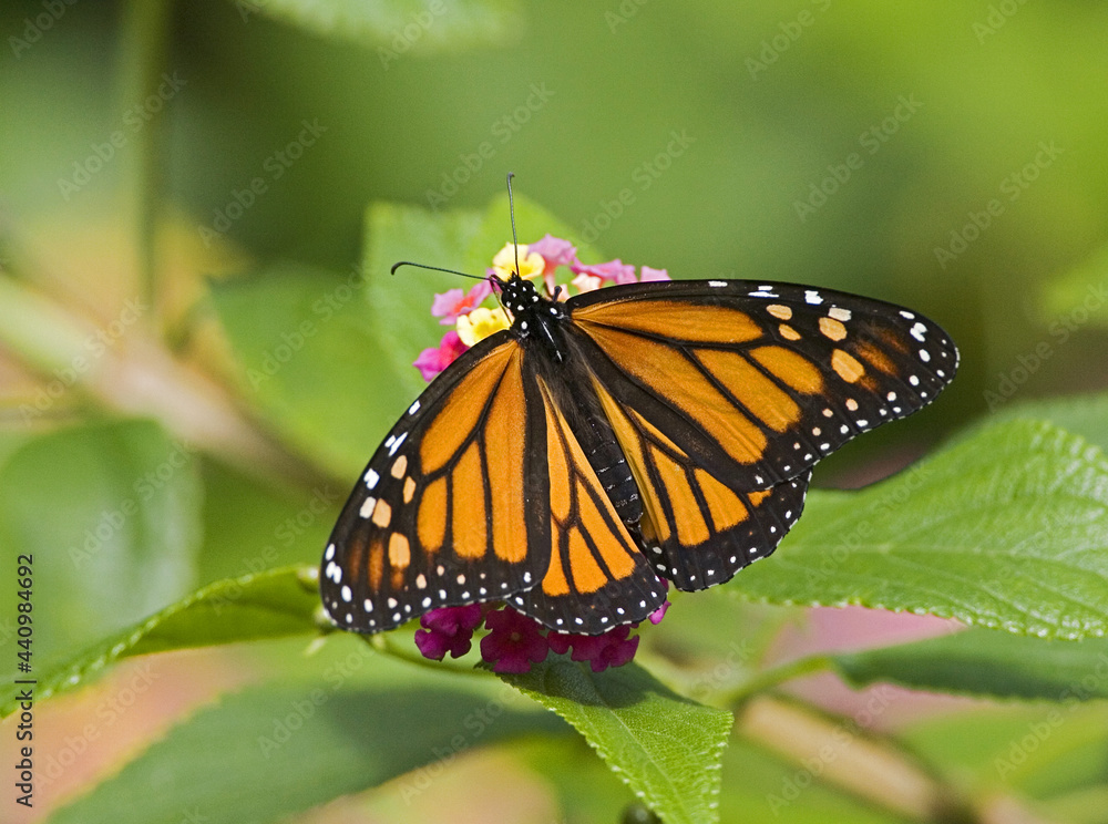 Monarchvlinder