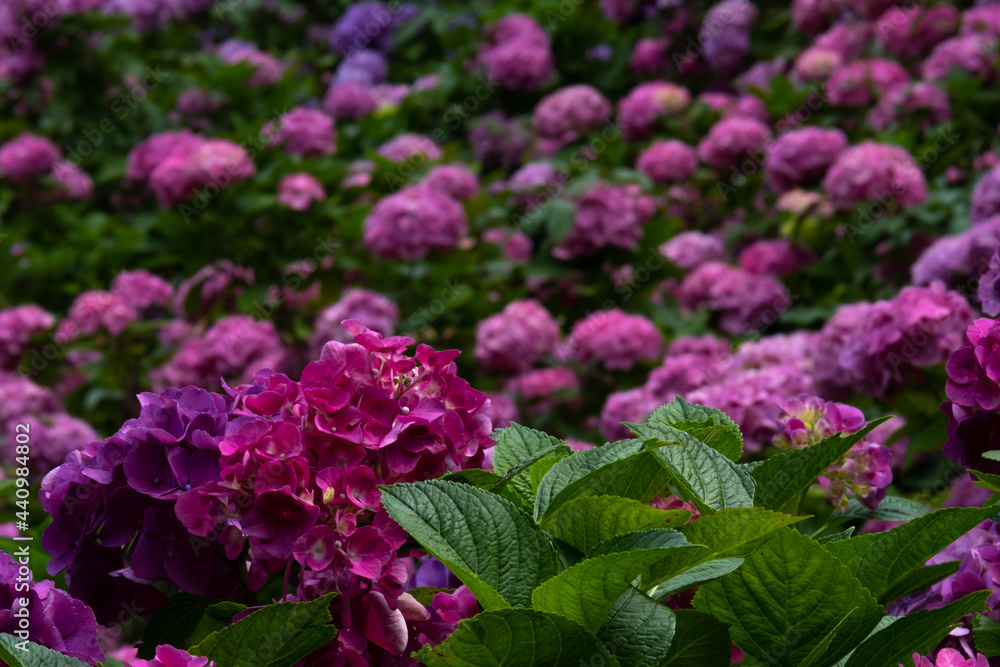 紫陽花 紫陽花