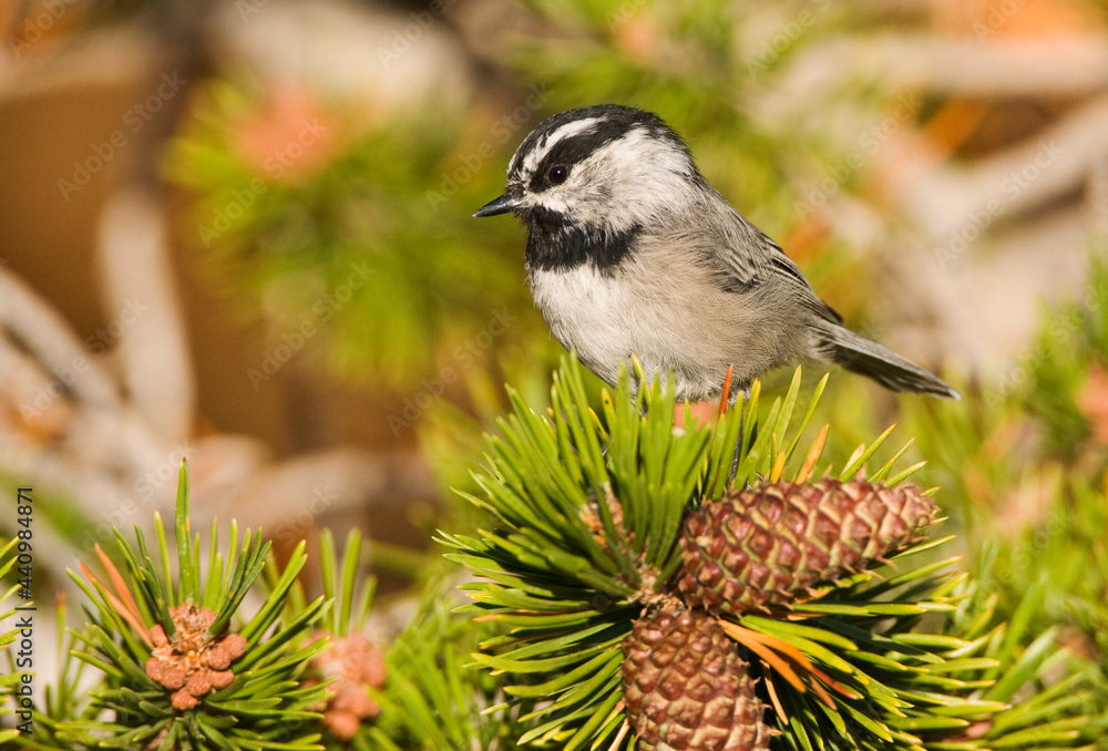 Bergmees, Mountain Chickadee, Poecile gambeli Bergmees, Mountain Chickadee, Poecile gambeli